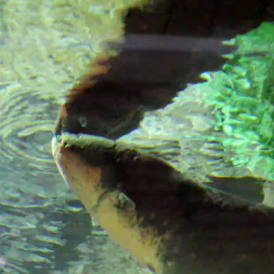 ZAP! Neon Mfg. produces world's first Electric Eel powered LED neon sign!